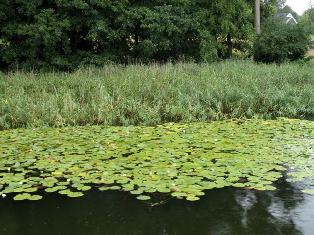 Die Seerosenfelder